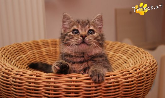 Katze Gretchen (Foto by Tiereck.at - Lavanttaler Tierhilfe)