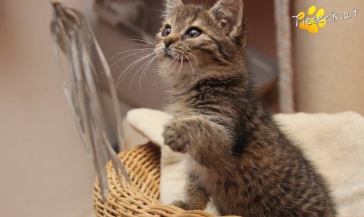 Katze Gretchen (Foto by Tiereck.at - Lavanttaler Tierhilfe)