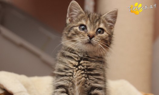 Katze Gretchen (Foto by Tiereck.at - Lavanttaler Tierhilfe)