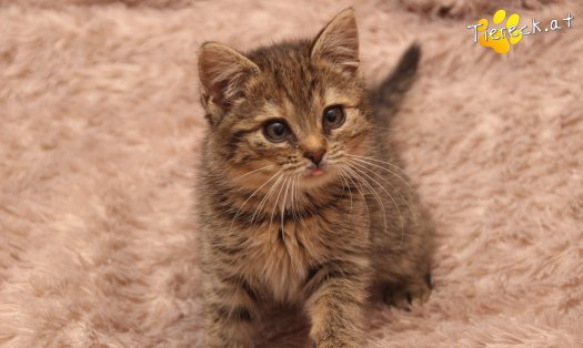 Katze Gretchen (Foto by Tiereck.at - Lavanttaler Tierhilfe)