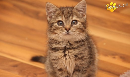 Katze Gretchen (Foto by Tiereck.at - Lavanttaler Tierhilfe)