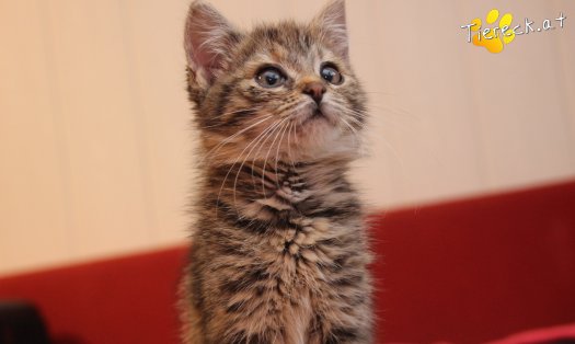 Katze Gretchen (Foto by Tiereck.at - Lavanttaler Tierhilfe)