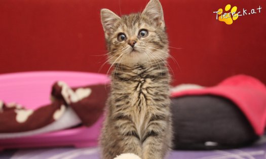 Katze Gretchen (Foto by Tiereck.at - Lavanttaler Tierhilfe)