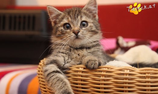 Katze Gretchen (Foto by Tiereck.at - Lavanttaler Tierhilfe)