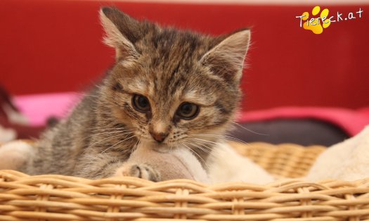 Katze Gretchen (Foto by Tiereck.at - Lavanttaler Tierhilfe)