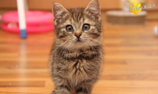 Katze Gretchen (Foto by Tiereck.at - Lavanttaler Tierhilfe)
