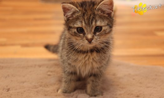 Katze Gretchen (Foto by Tiereck.at - Lavanttaler Tierhilfe)