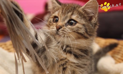 Katze Gretchen (Foto by Tiereck.at - Lavanttaler Tierhilfe)