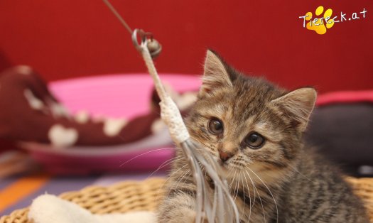 Katze Gretchen (Foto by Tiereck.at - Lavanttaler Tierhilfe)