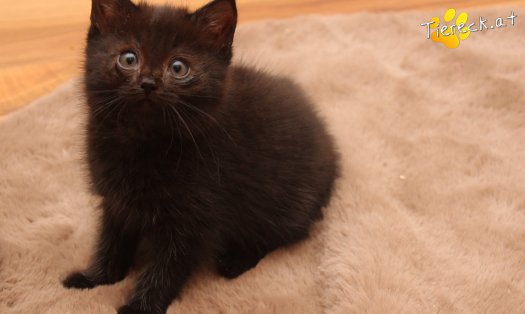 Katze Mali (Foto by Tiereck.at - Lavanttaler Tierhilfe)