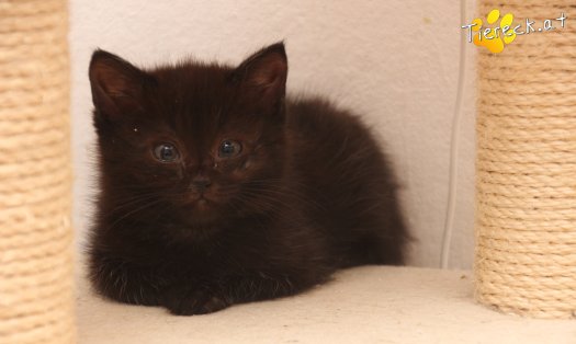 Katze Mali (Foto by Tiereck.at - Lavanttaler Tierhilfe)