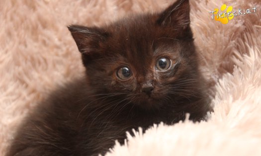 Katze Mali (Foto by Tiereck.at - Lavanttaler Tierhilfe)