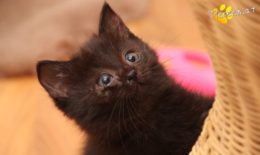 Katze Mali (Foto by Tiereck.at - Lavanttaler Tierhilfe)