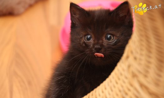 Katze Mali (Foto by Tiereck.at - Lavanttaler Tierhilfe)