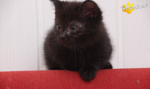Katze Mali (Foto by Tiereck.at - Lavanttaler Tierhilfe)