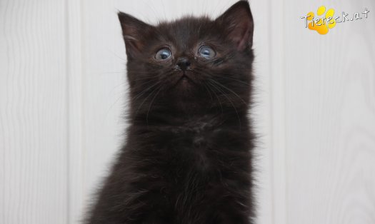 Katze Mali (Foto by Tiereck.at - Lavanttaler Tierhilfe)