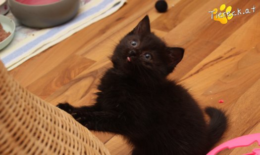 Katze Mali (Foto by Tiereck.at - Lavanttaler Tierhilfe)