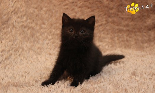 Katze Mali (Foto by Tiereck.at - Lavanttaler Tierhilfe)