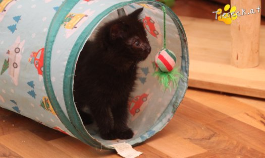 Katze Mali (Foto by Tiereck.at - Lavanttaler Tierhilfe)