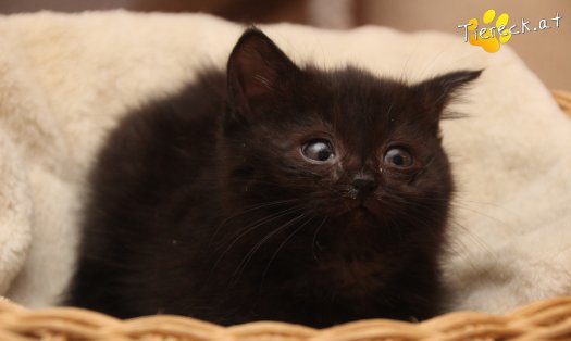 Katze Mali (Foto by Tiereck.at - Lavanttaler Tierhilfe)