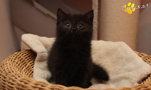 Katze Mali (Foto by Tiereck.at - Lavanttaler Tierhilfe)