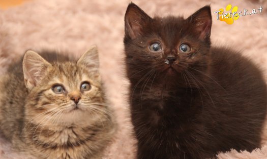 Katze Mali (Foto by Tiereck.at - Lavanttaler Tierhilfe)