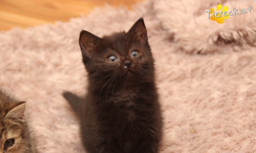Katze Mali (Foto by Tiereck.at - Lavanttaler Tierhilfe)