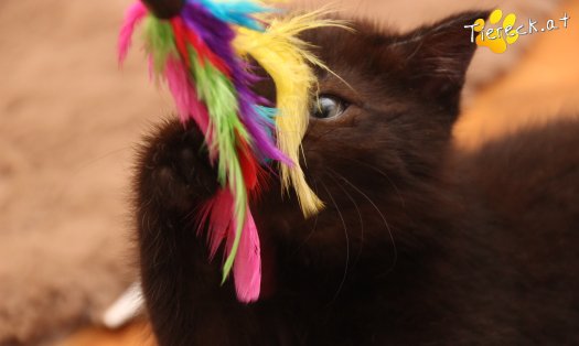 Katze Mali (Foto by Tiereck.at - Lavanttaler Tierhilfe)