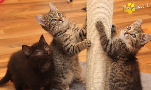 Katze Mali (Foto by Tiereck.at - Lavanttaler Tierhilfe)