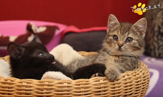 Katze Mali (Foto by Tiereck.at - Lavanttaler Tierhilfe)