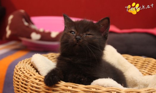 Katze Mali (Foto by Tiereck.at - Lavanttaler Tierhilfe)