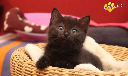 Katze Mali (Foto by Tiereck.at - Lavanttaler Tierhilfe)