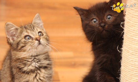 Katze Mali (Foto by Tiereck.at - Lavanttaler Tierhilfe)