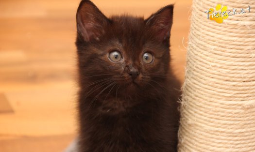 Katze Mali (Foto by Tiereck.at - Lavanttaler Tierhilfe)