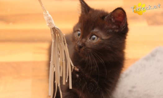 Katze Mali (Foto by Tiereck.at - Lavanttaler Tierhilfe)