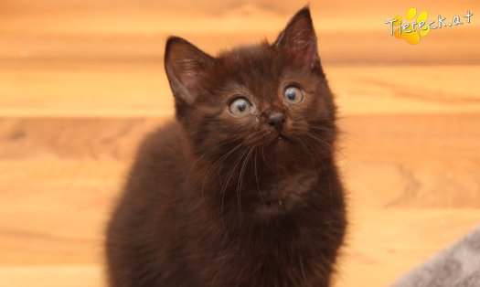 Katze Mali (Foto by Tiereck.at - Lavanttaler Tierhilfe)
