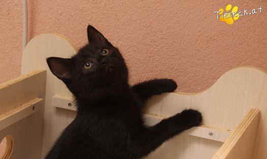 Katze Cassandra (Foto by Tiereck.at - Lavanttaler Tierhilfe)