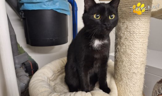 Katze Baghira (Foto by Tiereck.at - Lavanttaler Tierhilfe)