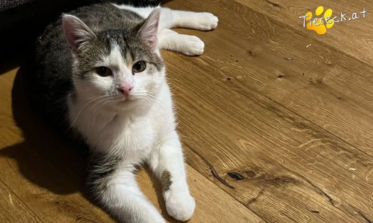 Katze Pommes (Foto by Tiereck.at - Lavanttaler Tierhilfe)