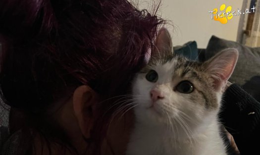 Katze Pommes (Foto by Tiereck.at - Lavanttaler Tierhilfe)