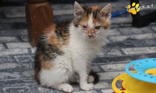 Katze Lotta (Foto by Tiereck.at - Lavanttaler Tierhilfe)