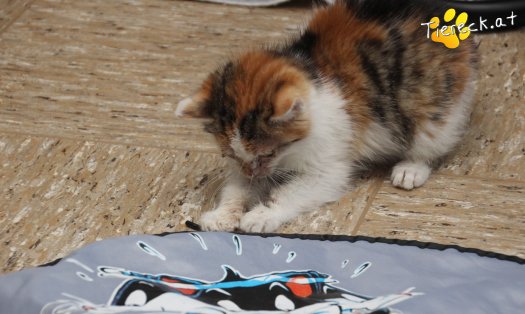 Katze Lotta (Foto by Tiereck.at - Lavanttaler Tierhilfe)