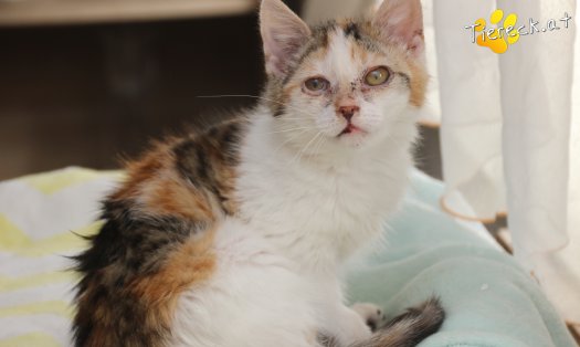 Katze Lotta (Foto by Tiereck.at - Lavanttaler Tierhilfe)
