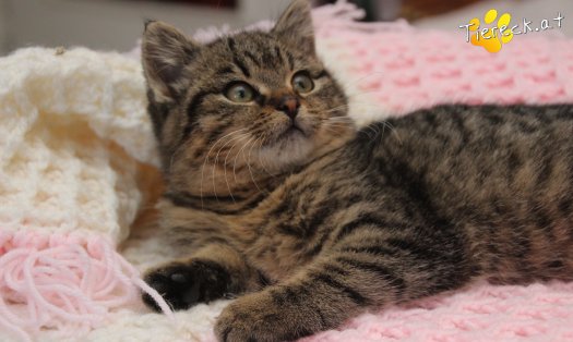 Katze Stella (Foto by Tiereck.at - Lavanttaler Tierhilfe)