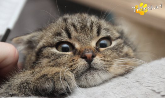Katze Stella (Foto by Tiereck.at - Lavanttaler Tierhilfe)