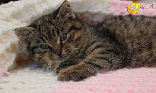 Katze Stella (Foto by Tiereck.at - Lavanttaler Tierhilfe)