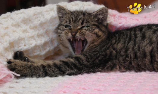 Katze Stella (Foto by Tiereck.at - Lavanttaler Tierhilfe)