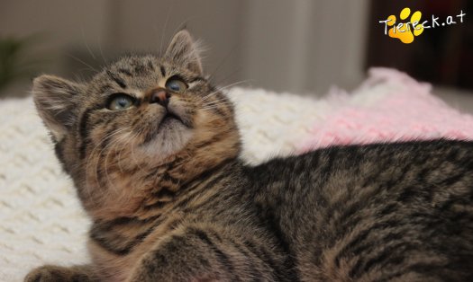 Katze Stella (Foto by Tiereck.at - Lavanttaler Tierhilfe)