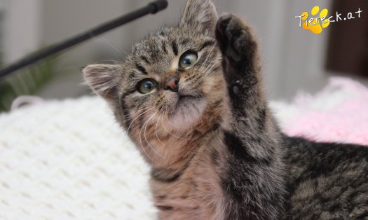 Katze Stella (Foto by Tiereck.at - Lavanttaler Tierhilfe)