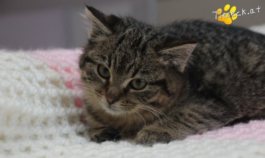 Katze Stella (Foto by Tiereck.at - Lavanttaler Tierhilfe)